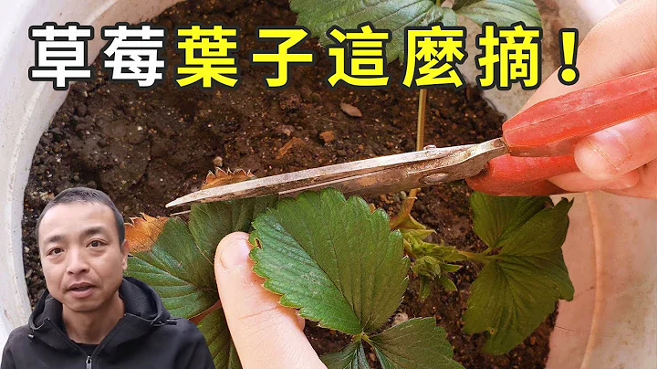 Share years of experience in strawberry growing and teach you how to remove leaf from strawberries! - 天天要聞