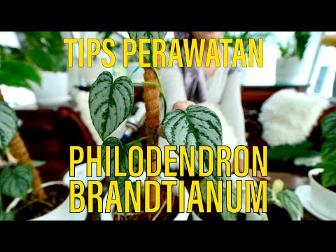 Video: Varietas Brandi Philodendron: Cara Menanam Tanaman Philodendron Brandtianum