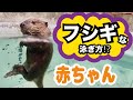 【千葉市動物公園公式】アメリカビーバーの赤ちゃんが不思議な泳ぎ方！？