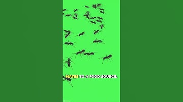 How Ants Always Find Their Way 🐜 | Nature’s GPS