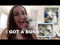 I got a pet bunny