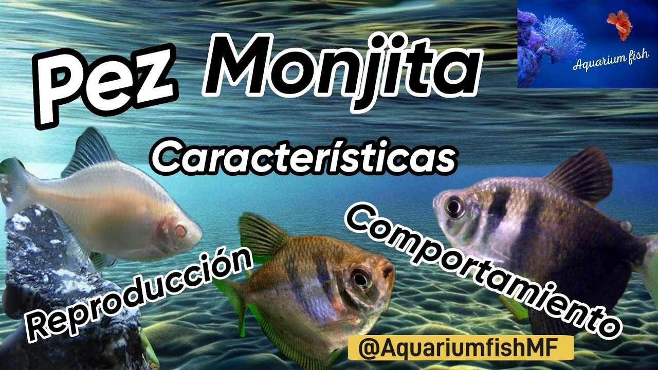 Pez Monjita - Gymnocorymbus ternetzi