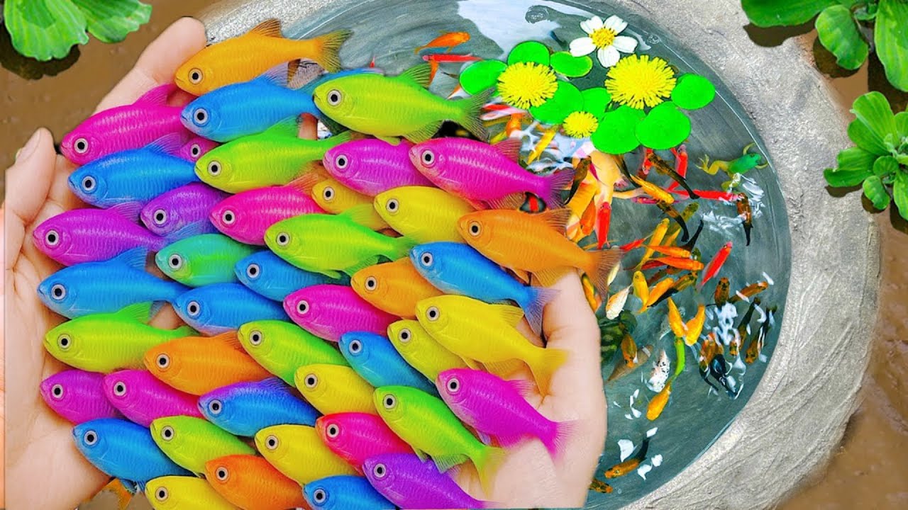 Surprised Catch Colorful Aquarium Fish In Small Pond, Carp, Pencil Fish, Glass Fish, Turtle, Koi 🐬🐬🐬