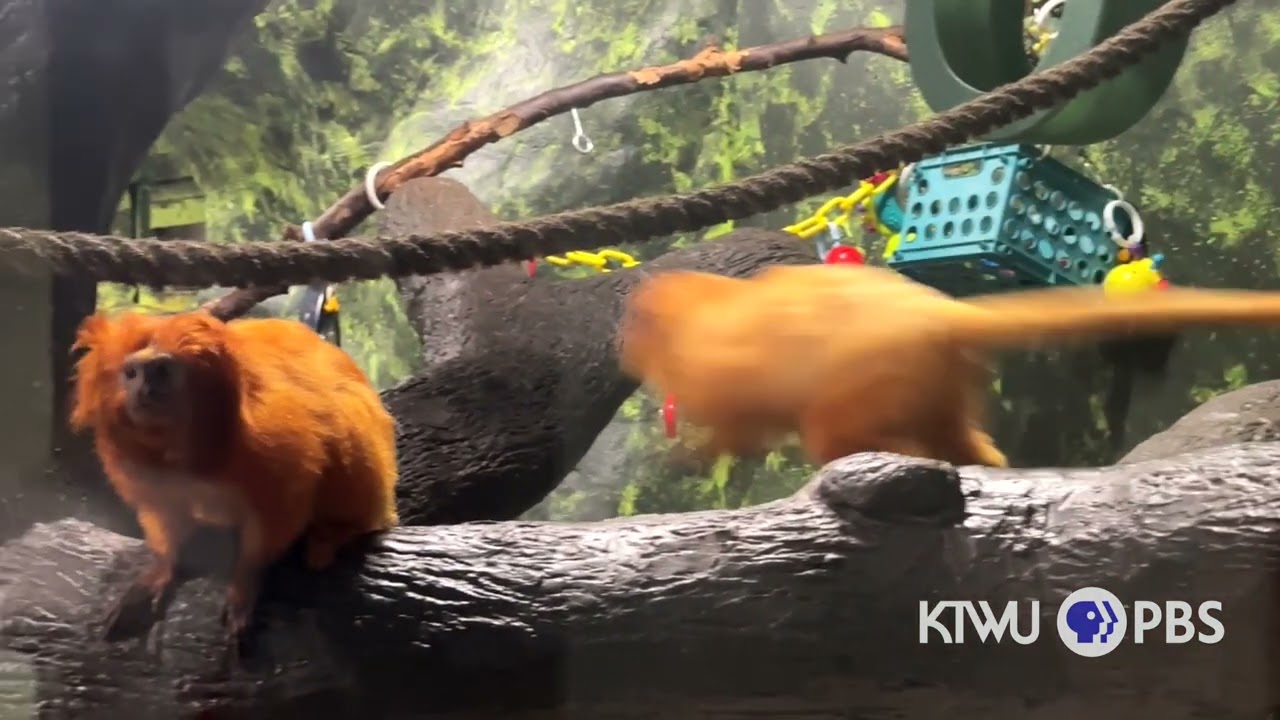 Visit to Topeka Zoo’s Rainforest