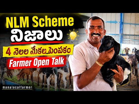 4 నెలల Goat Farm Journey | NLM Scheme పూర్తి నిజాలు.! #manalocalfarmer