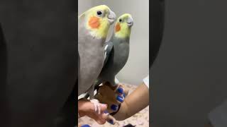 Calopsita macho canela cantando em frente ao espelho screenshot 4