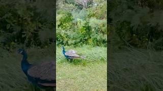 Just a random peacock wandering down the road.  #nature #cny  #naturelovers