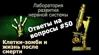 Клетки-зомби и жизнь после смерти