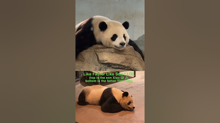 Like father like son! Father Panda and his son.  #enjoy #cute #funny #panda #peace