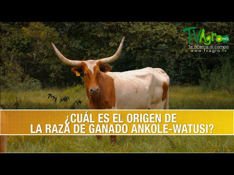 Video: ¿Qué altura tienen los watusis?