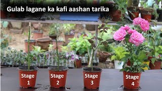 How to grow rose from cutting | कलम से गुलाब लगाने का सही तरीका  | With Updates