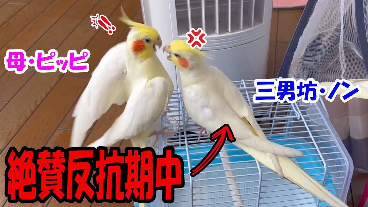 オカメインコ 反抗 期