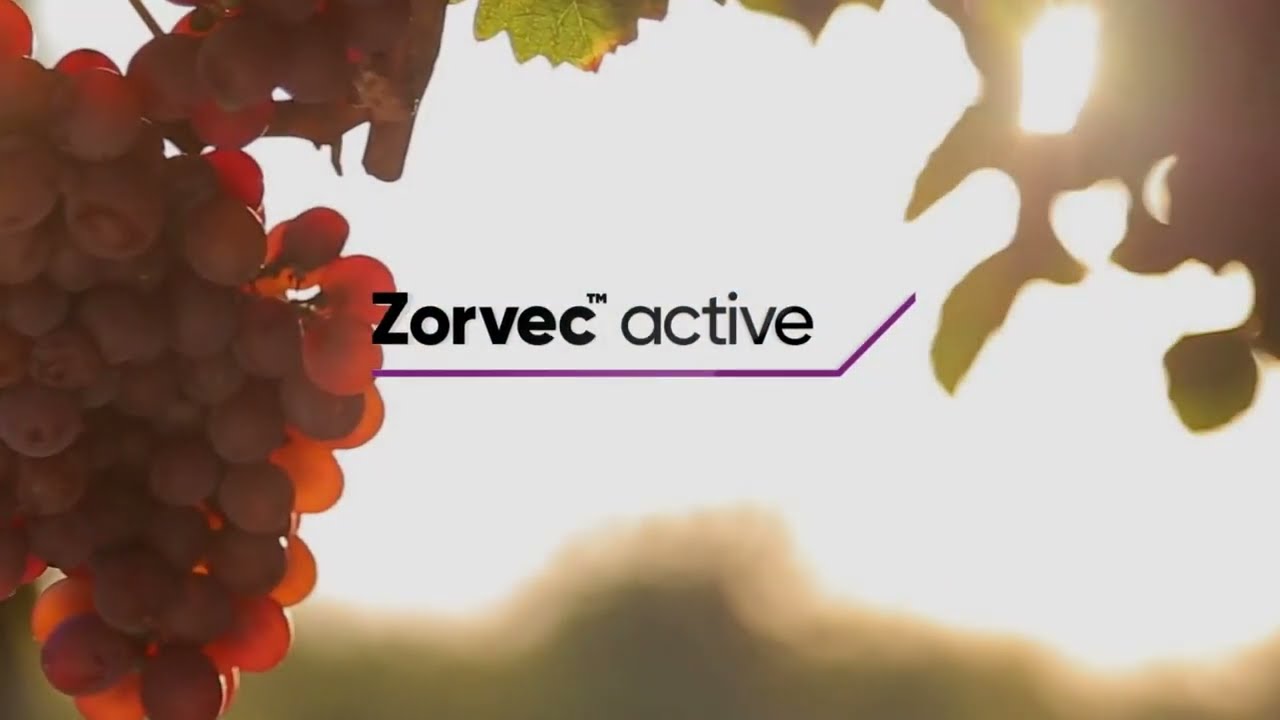 Zorvec™ Zelavin® Bria   Termelői ajánló (Rózsa György Péter, Rózsa Pincészet)