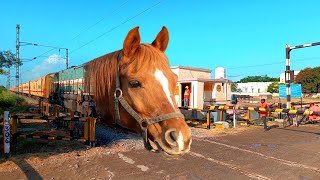 how to train a horse - funny horse train - horse train - comedy train video - train - horse screenshot 5