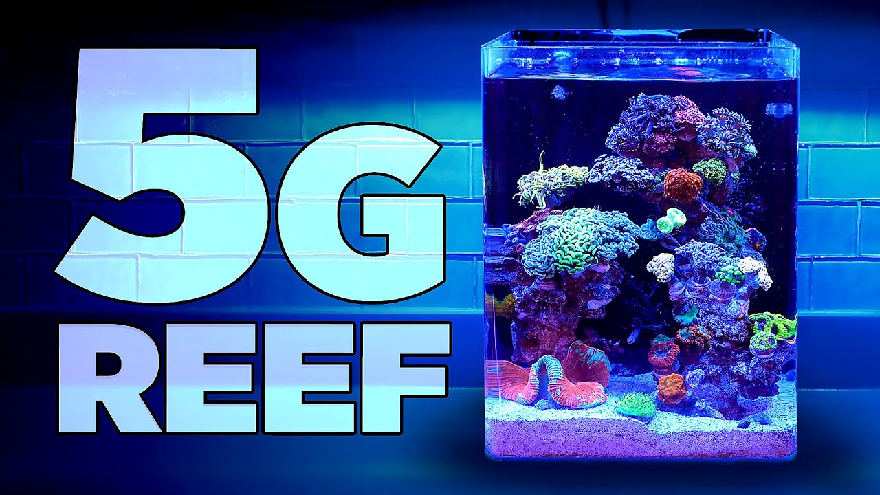 Amazing 5 Gallon Tall Pico Reef Packed with Corals! 