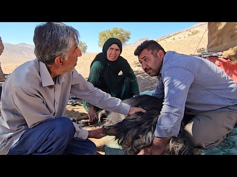 Zahra Known As The Sharp Legged Gazelle Chases Lost Goats In The Mountains Full Of Predators