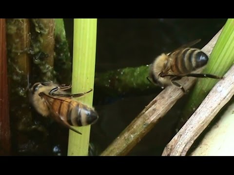 Видео: Beekeeping: Honeybees Collecting Water.