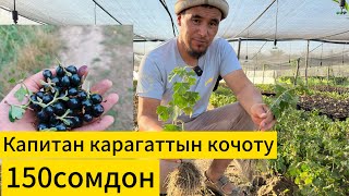 видео: Дыйкандардын чонтогуно ылайыктуу баа.Биз учун ар бир кардар маанилуу,жардамга ар дайым даярбыз. картинка: Дыйкандардын чонтогуно ылайыктуу баа.Биз учун ар бир кардар маанилуу,жардамга ар дайым даярбыз.