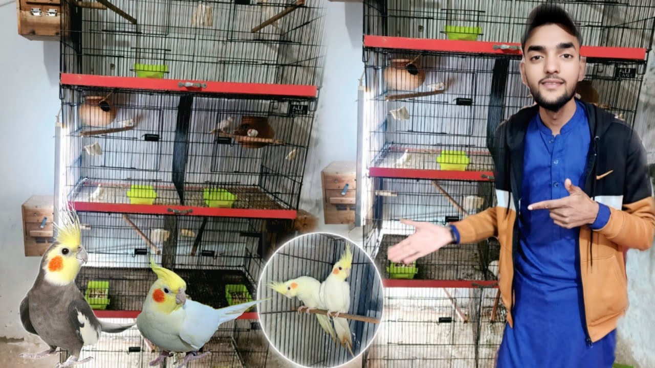 Apna step k new parrot ki entry