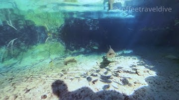 [4K] Snorkeling in Aruba | Insta 360 x3 | Invisible Dive Case | October 2023