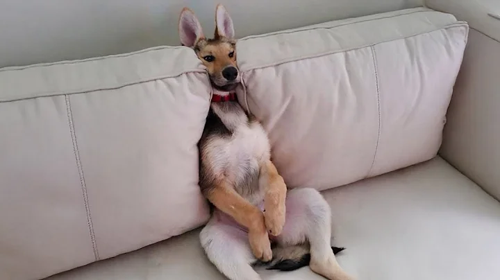 The Funniest Animal Videos 2024 😁 Funny Dogs and Cats are here to Break your HEART thumbnail