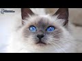 Siamese cats - القط السيامي - Chats siamois