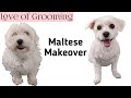 Shaving a Maltese Dog all Over | How to Shave a Small Dog