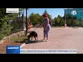 Как крымские приюты и волонтеры помогают бездомным животным