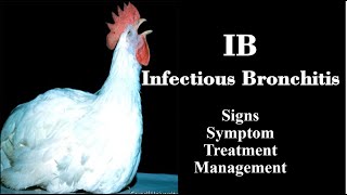 Infectious Bronchitis Disease In Poultry Griffin Poultry