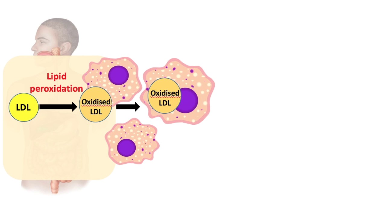 Phytochemicals and Health Lycopene YouTube