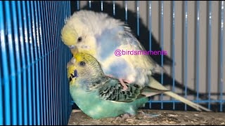 Aurora and Cosmos the budgie playing on the nest box