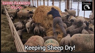 Insights Into Sheep Farming: From Fresh Bedding To Replacement Breeding Stock by Ewetopia Farms 2,775 views 1 month ago 29 minutes