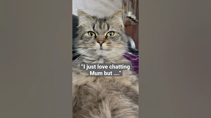 Video 2248051: persiancat ragdollcat, persian mix, persian doll, cutest cats