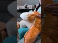 تدعم الظهر و الرقبة و الاكتاف مع مسند رأس قابلة للإزالة والدمج ب7 99KD تدعم الظهر و الرقبة و الاكتاف مع مسند رأس قابلة للإزالة والدمج ب7 99KD