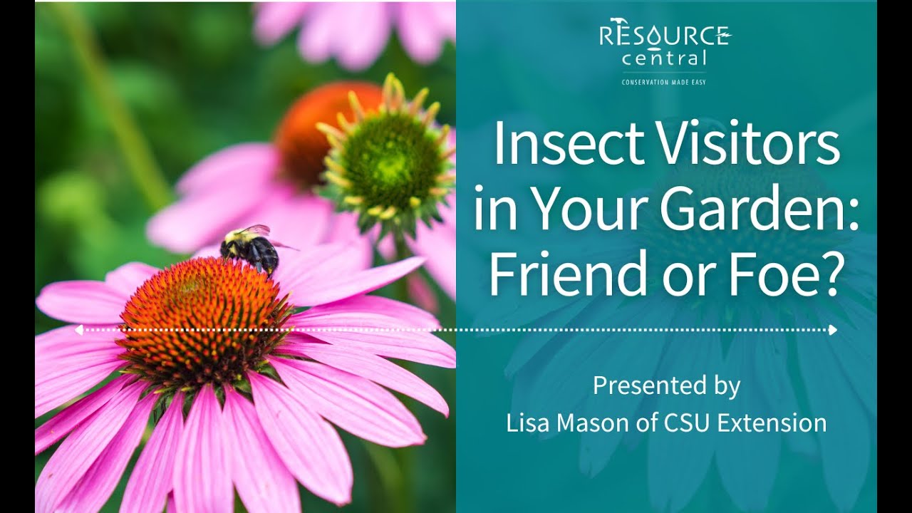 Insect Visitors in Your Garden: Friend or Foe?