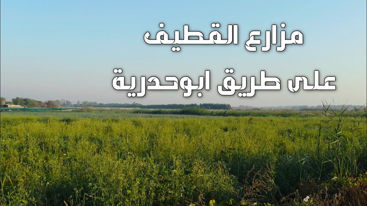 الحياة البرية في مزارع القطيف طريق أبو حدري ةWildlife in Qatif Farms Abu Hadriya Road