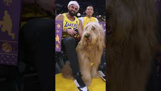 Call him MVpup! Brodie the Goldendoodle entertains at Lakers game #Shorts