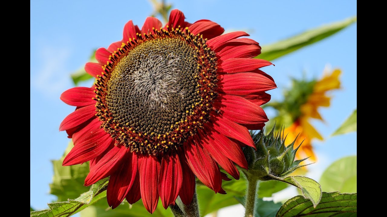 Total 48+ imagen girasol rojo cultivo