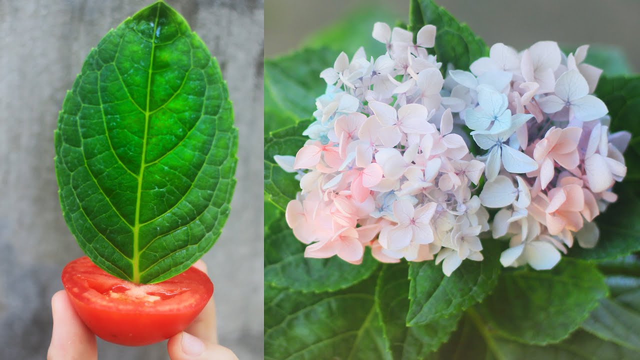 The fastest Growing Hydrangea from leaves and Tomatoes