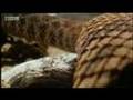 Hawk vs snake - BBC wildlife
