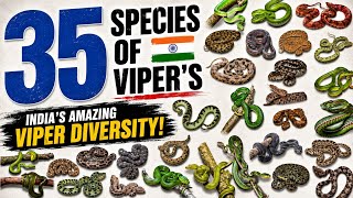 35 Species of Vipers and Pit vipers found in India भारत मे पाए जाने वाले वाइपर की प्रजातिया