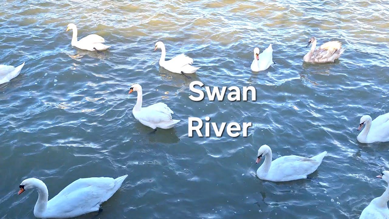 A Quiet Chat with Riverside Swans on a Cold, Windy Day  🦢🦢🦢