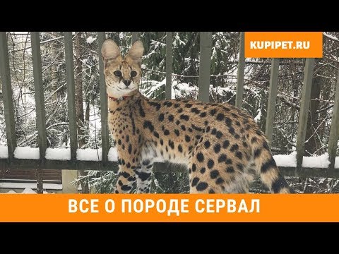 СЕРВАЛ ВСЕ О ПОРОДЕ. ИНТЕРЕСНЫЕ ФАКТЫ