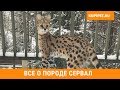 СЕРВАЛ ВСЕ О ПОРОДЕ. ИНТЕРЕСНЫЕ ФАКТЫ