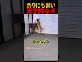 余りにも賢い天才的な犬#shorts