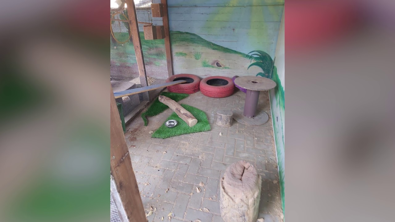 התגעגענו לבעלי החיים שבפינת החי- תשפ"א