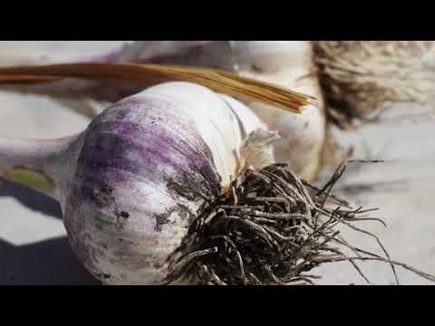 Video: Society Garlic Plant: Hiệp hội trồng tỏi trong vườn