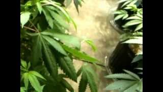 Blue Dream gets topped