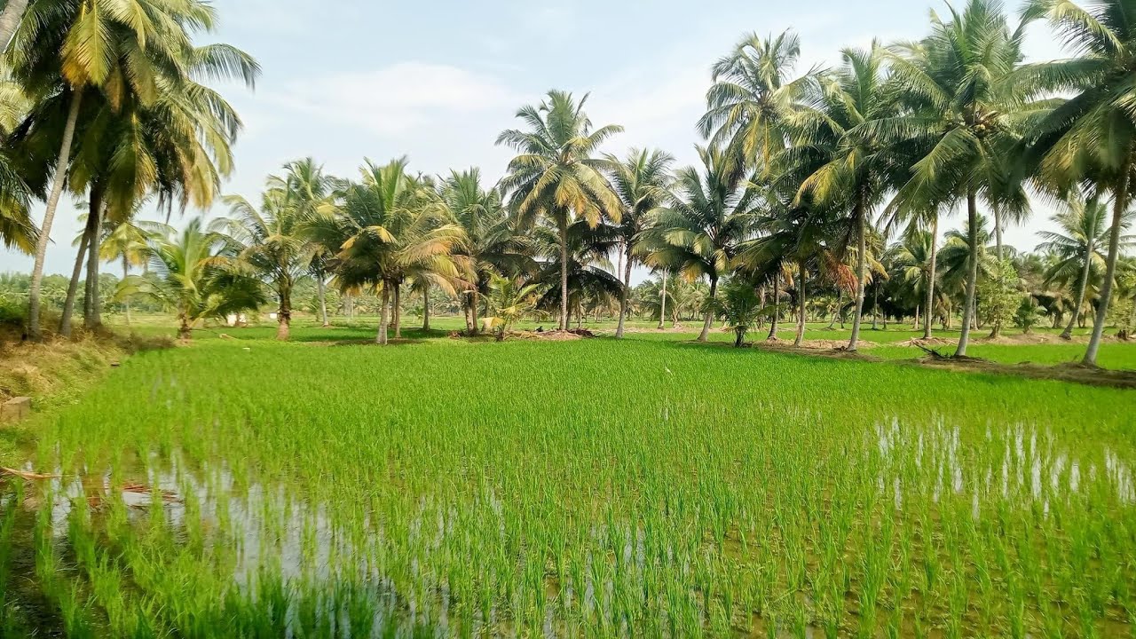 90 Acres padi land sale Telangana YouTube