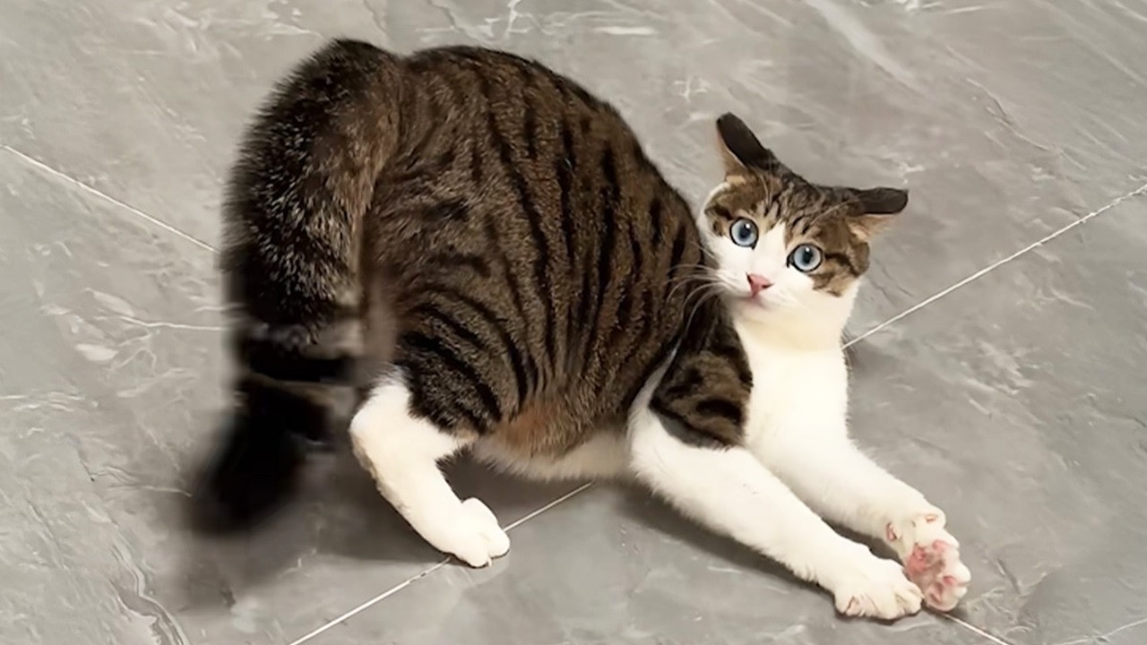 You Laugh, You Lose! 🤣 Funny Cat Videos 2026 😹 Part 126